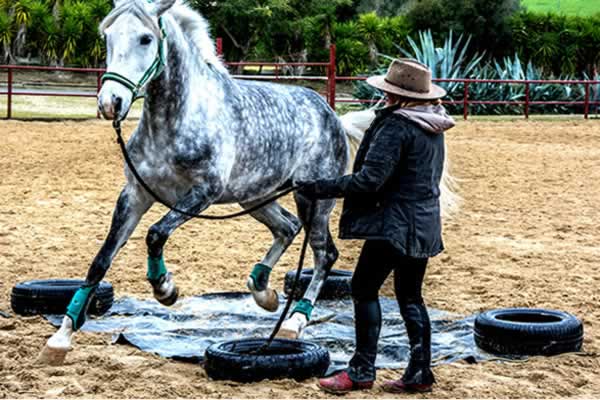 Doma básica del caballo de viaje