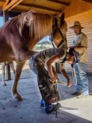 Preparación y manejo del caballo de viaje