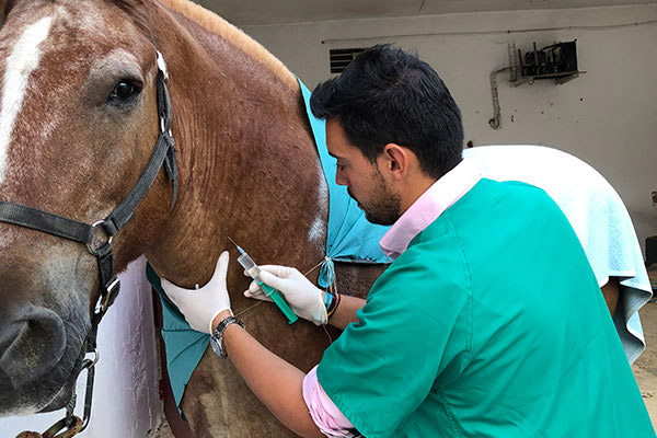 Veterinarios